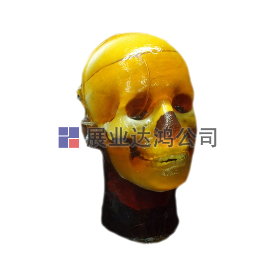 <b>英國PI 人體頭骨模體</b>