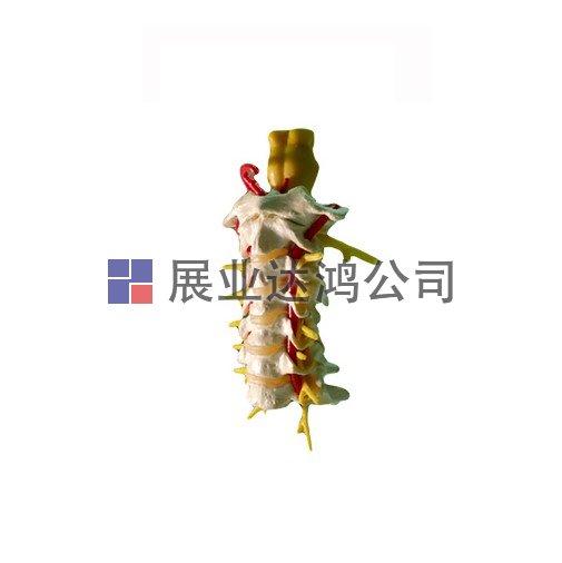 <b>英國PI 人體脊柱模體</b>