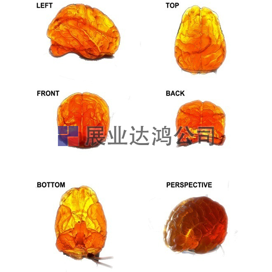 <b>英國PI 大腦模體</b>