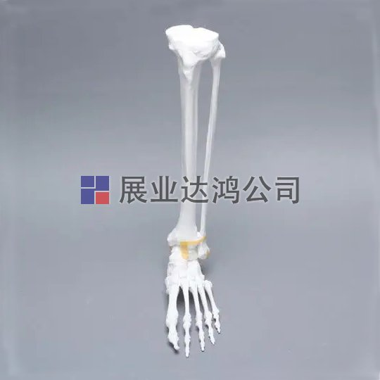 SAWBONES 1131-3腳解剖模型