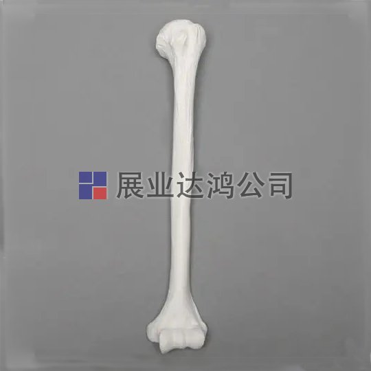 SAWBONES 1006肱骨解剖模型